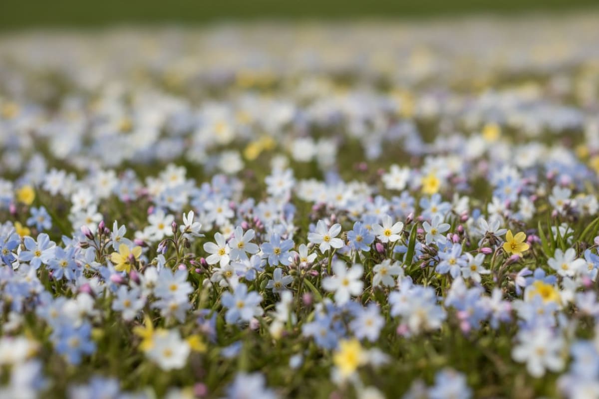 서천 별꽃농장 봄꽃축제 즐기는 방법과 꿀팁 3가지
