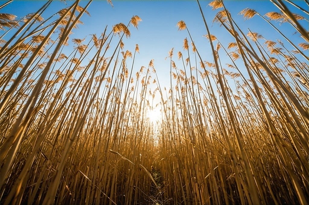 서천 별꽃농장 힐링 3단계 치유 순서대로 따라하고 계신가요